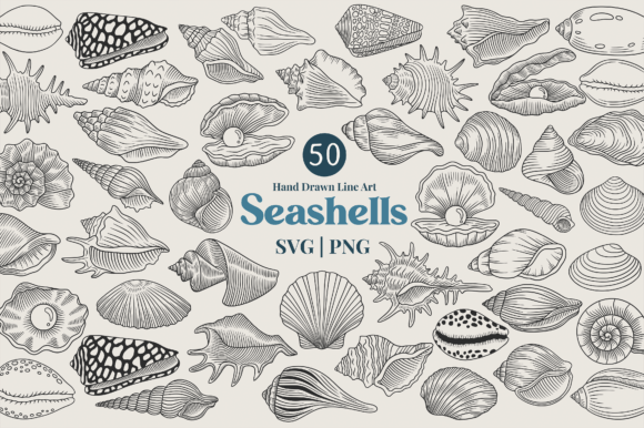Download Seashell Line Art Clipart Bundle - Premium Resources