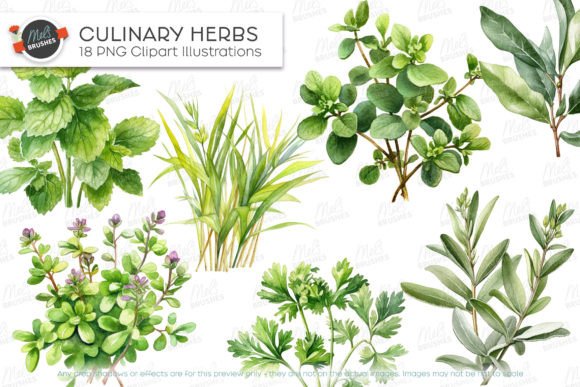 Download Culinary Herbs Watercolour Clipart - Herbs Collection