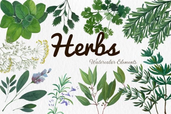 Download Watercolor Herbs Rosemary Sage Dill - Herbs Collection