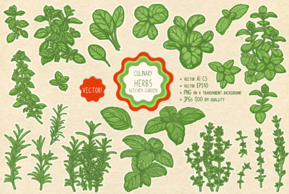 Download Culinary Herbs - Herbs Collection